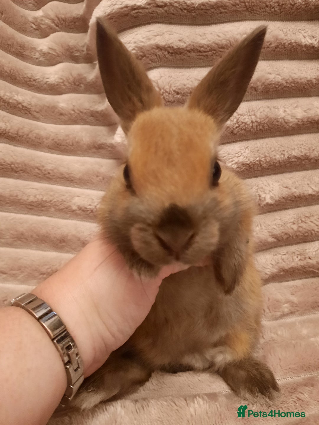 Netherland Dwarf rabbits for sale: Seven Litters Of Netherland Dwarf Babies - Image 17