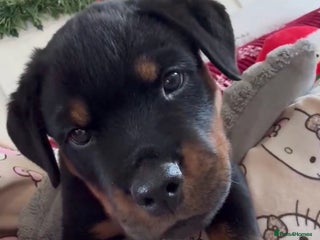 Rottweiler dogs * Ready Now* German - Chunky Rottweiler Puppies - Advert 4