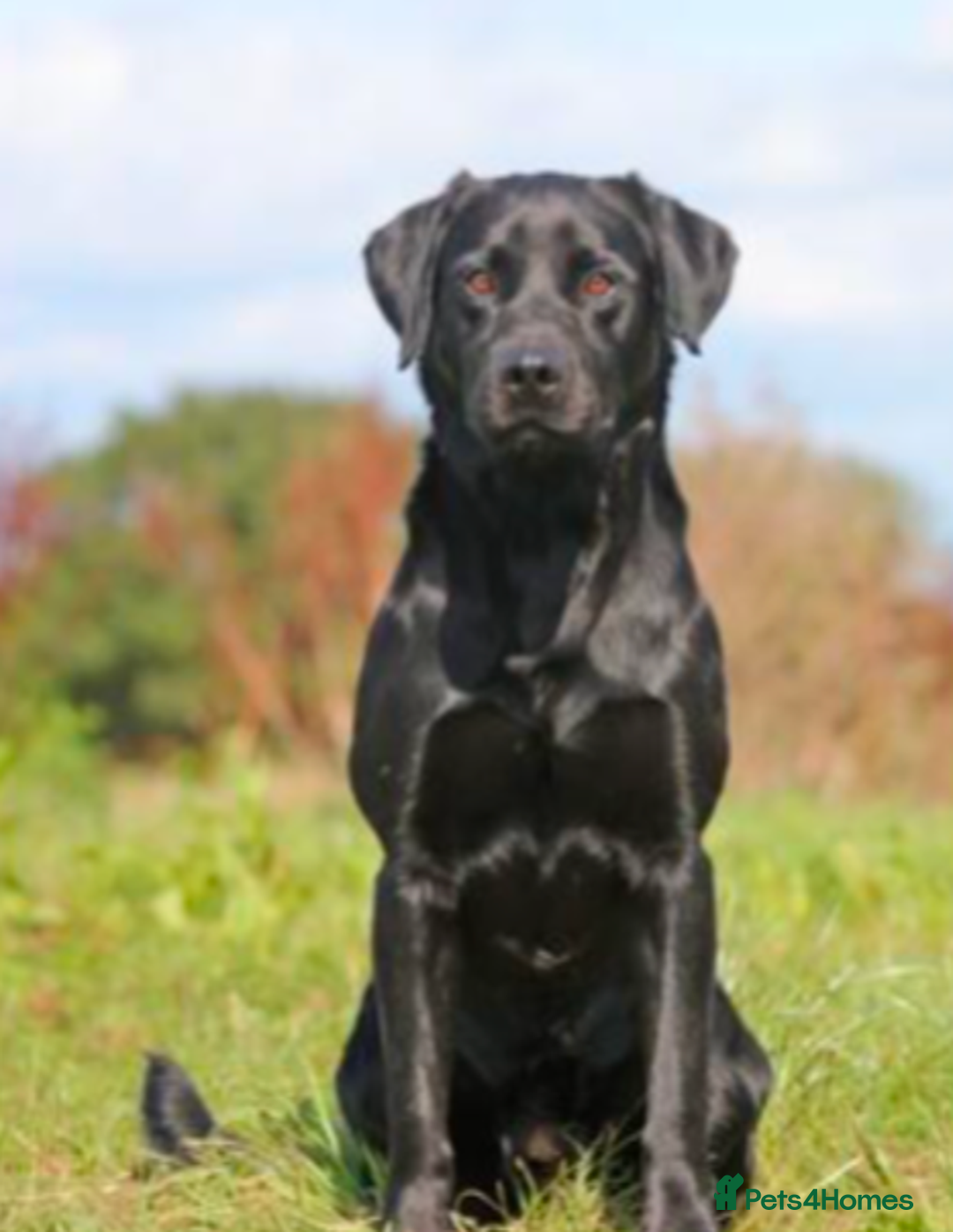 Labrador Retriever dogs for sale: Gorgeous KC registered Black Labrador Puppy - Advert 11