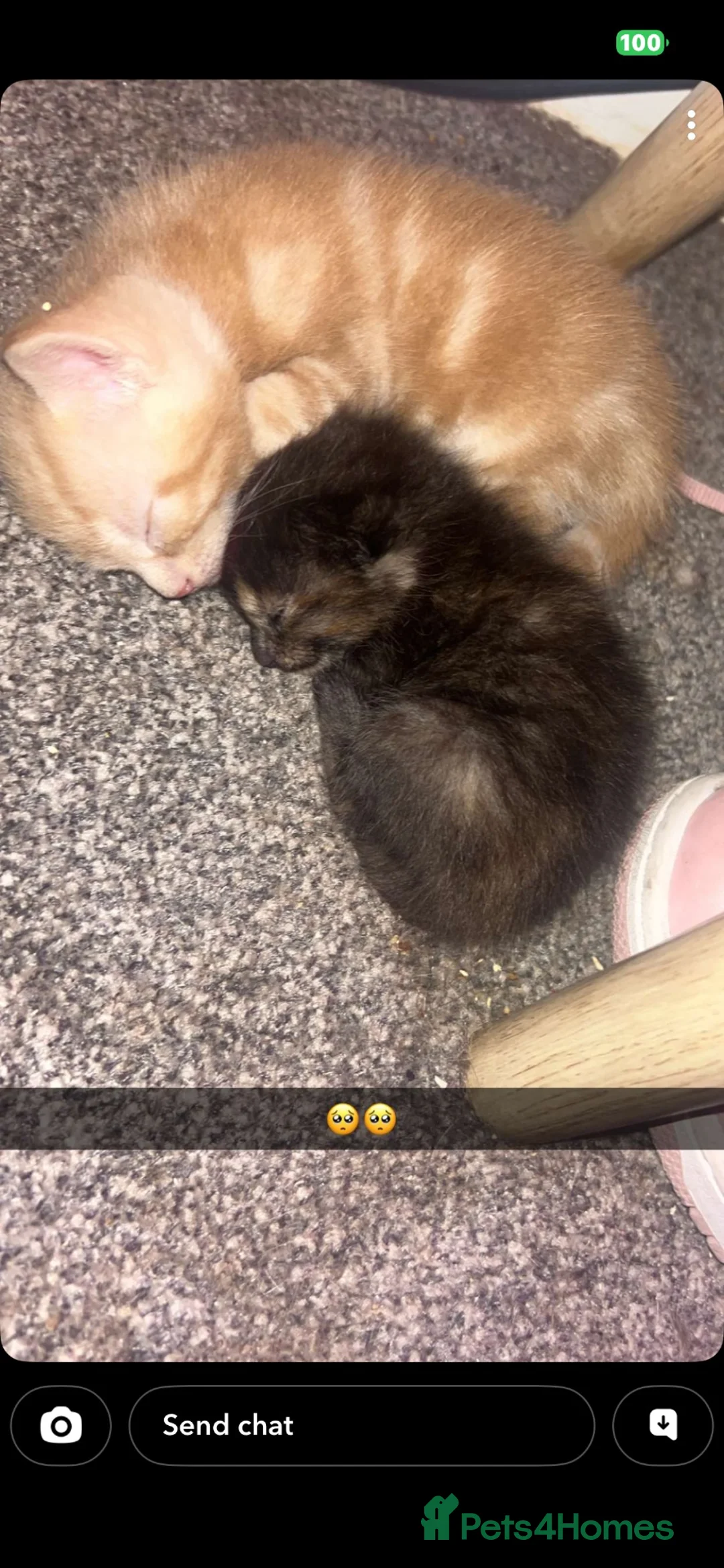 Mixed Breed cats for sale: Beautiful mixed breed kittens in Rotherham - Advert 12