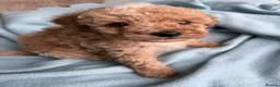 Toy Poodle dogs for sale: Adorable Toy Poodle Puppies 1 LEFT! *READY TO GO* - Advert 11