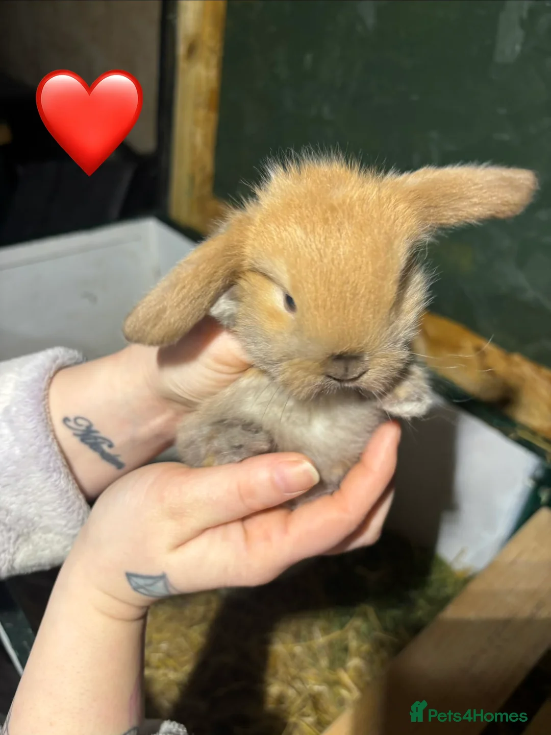 Mini Lop rabbits for sale: 🐰Adorable Mini Lops Kits🐰 - Advert 5