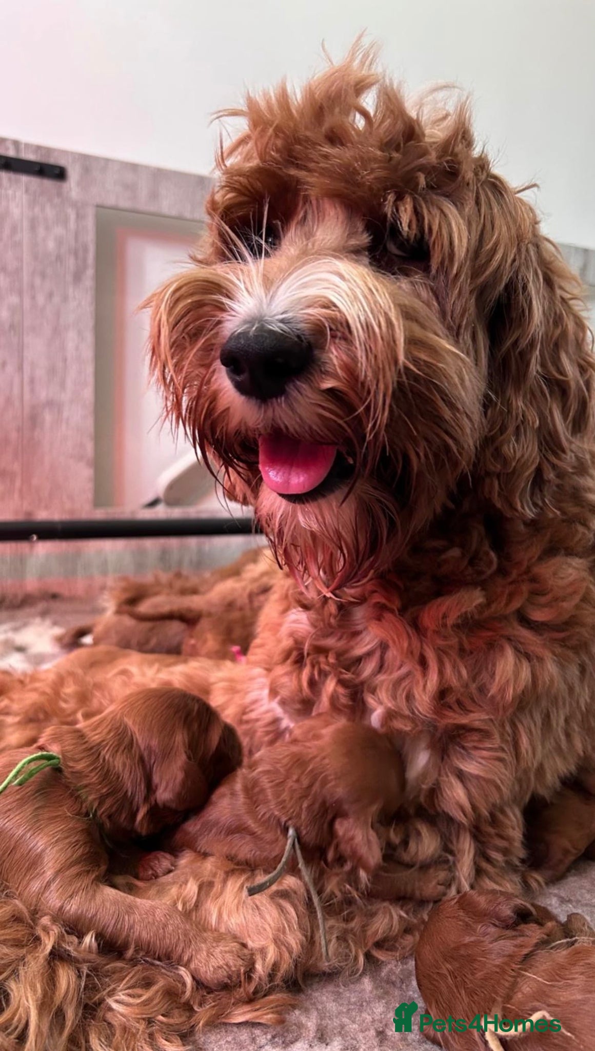 Australian Labradoodle dogs ***MR BRINKLEY'S PUPPIES*** - Advert 2