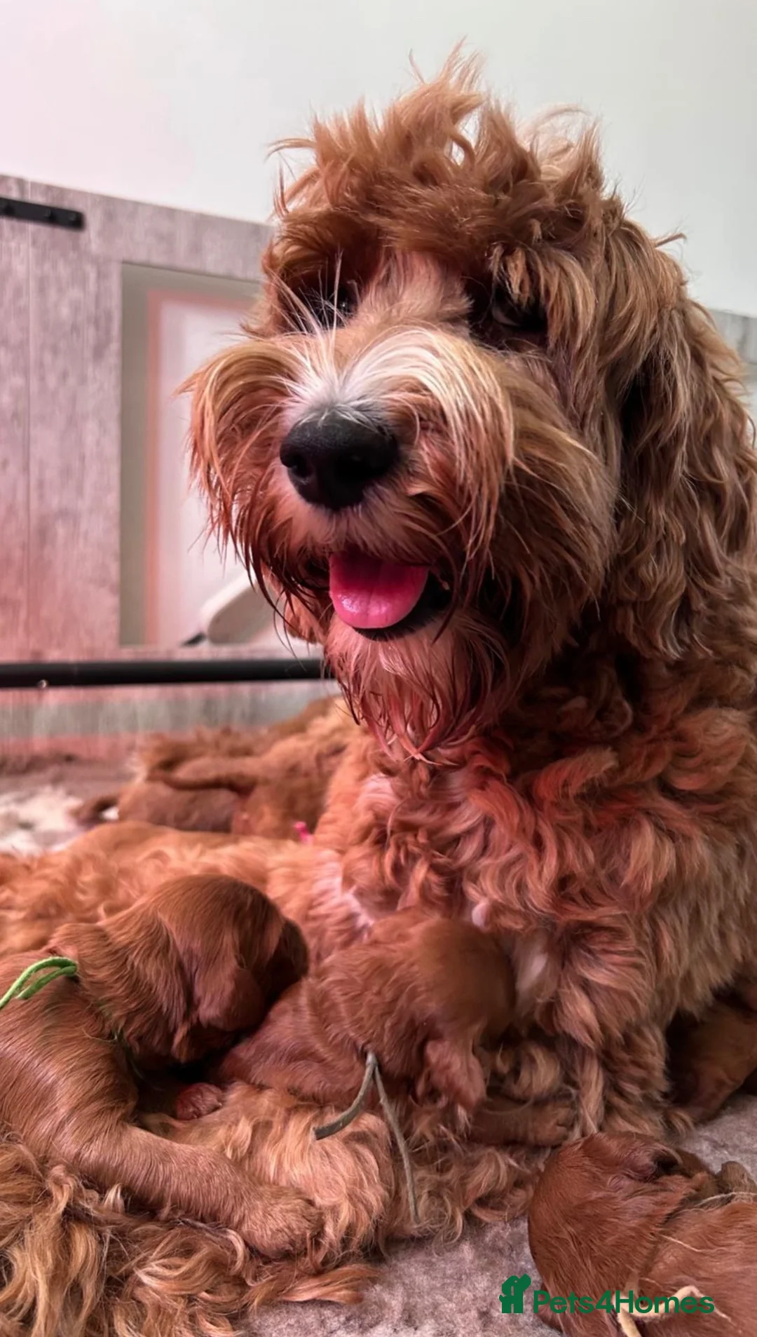 Australian Labradoodle dogs for sale: ***MR BRINKLEY'S PUPPIES*** - Advert 2
