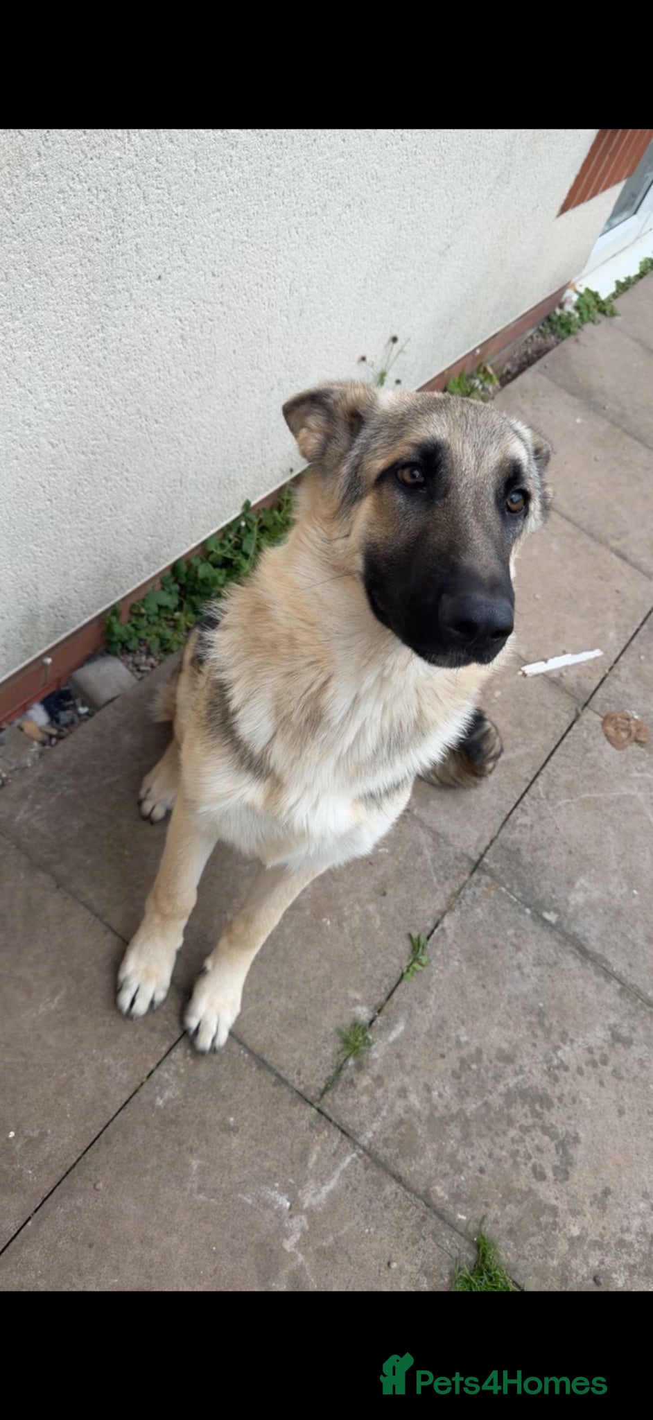 German Shepherd dogs German shepherd puppy  - Advert 13