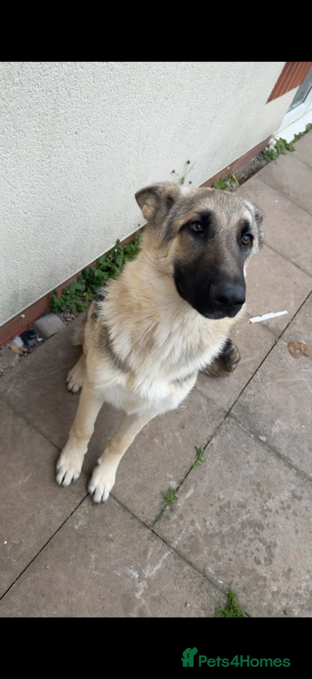 German Shepherd dogs for sale: German shepherd puppy  - Advert 1