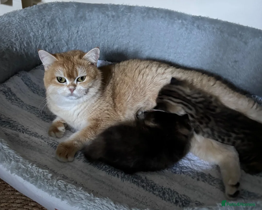 British Shorthair cats for sale: Pedigree British Shorthair  - Advert 1