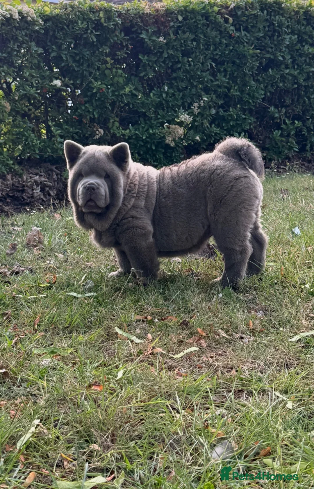 Chow Chow dogs for sale: Lilac Smooth Chow  in Maidstone - Advert 2