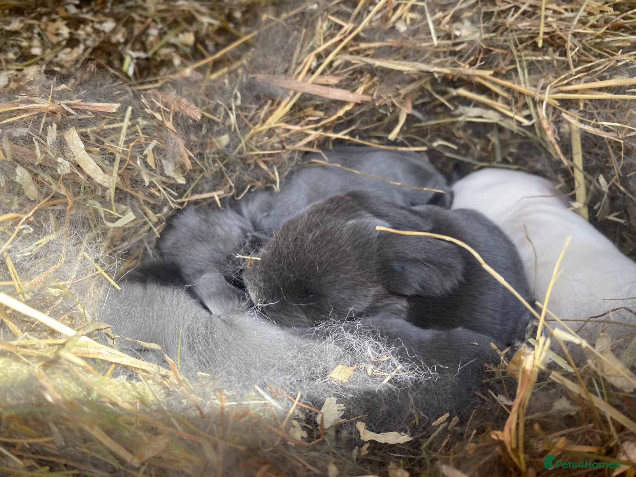 Mini Lop rabbits Mini lops ( Est since 2014 ) - Advert 14