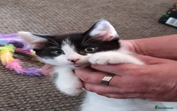 British Shorthair cats for sale: 1 gorgeous loving kitten left! - Image 5