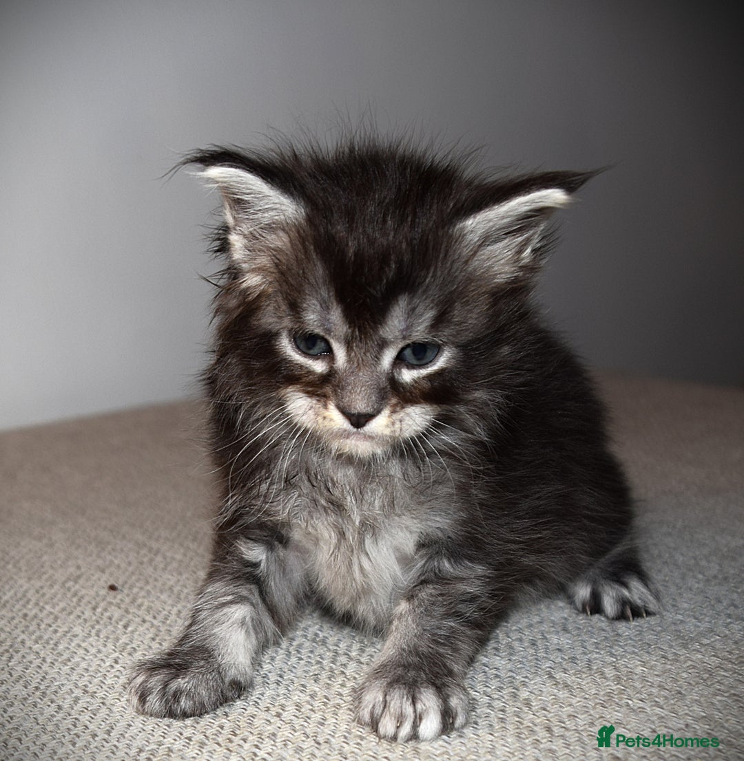 Maine Coon cats for sale: Maine Coon kittens - Beautiful and cheeky  - Advert 11
