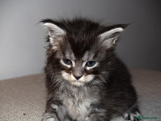 Maine Coon cats Maine Coon kittens - Beautiful and cheeky - Advert 8