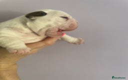 English Bulldog dogs for sale: 4 KC English Bulldog Puppies  - Image 19