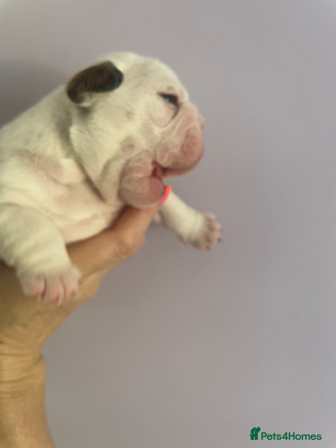 English Bulldog dogs for sale: 4 KC English Bulldog Puppies  - Image 19