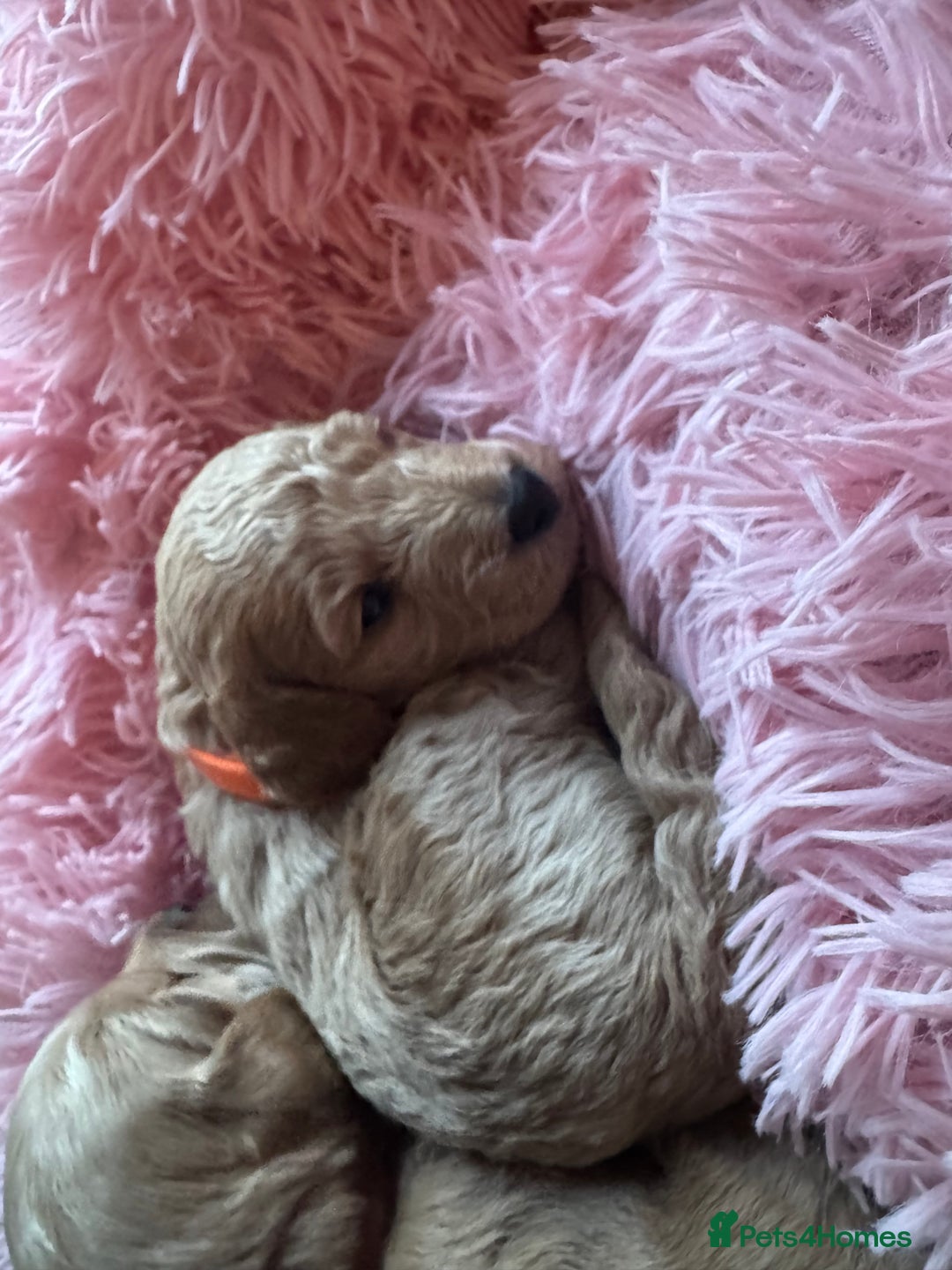 Cavapoo dogs for sale: Toy cavapoo  - Image 5