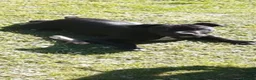 Staffordshire Bull Terrier dogs for sale: 7 month black male staffy in Newcastle upon Tyne - Advert 2