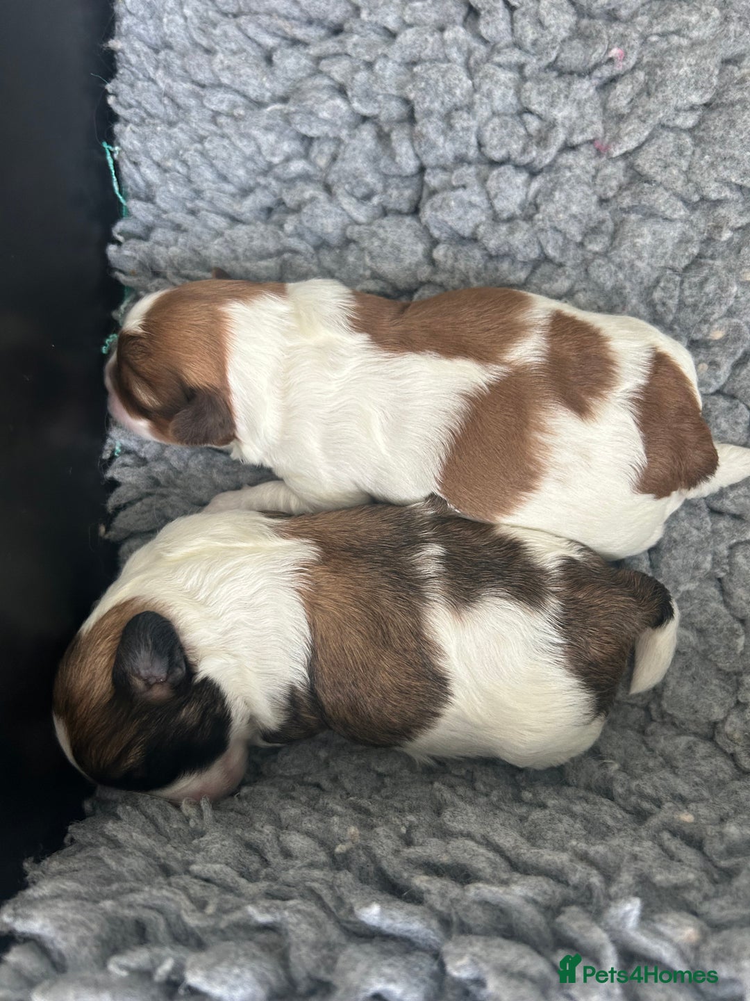 Shihpoo dogs for sale: Beautiful Red and White Parti Shipoo Girls  - Image 11