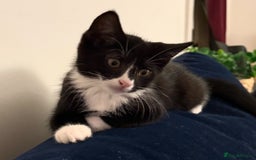 Mixed Breed cats for sale: Kitten for sale (14 weeks old)  - Image 7