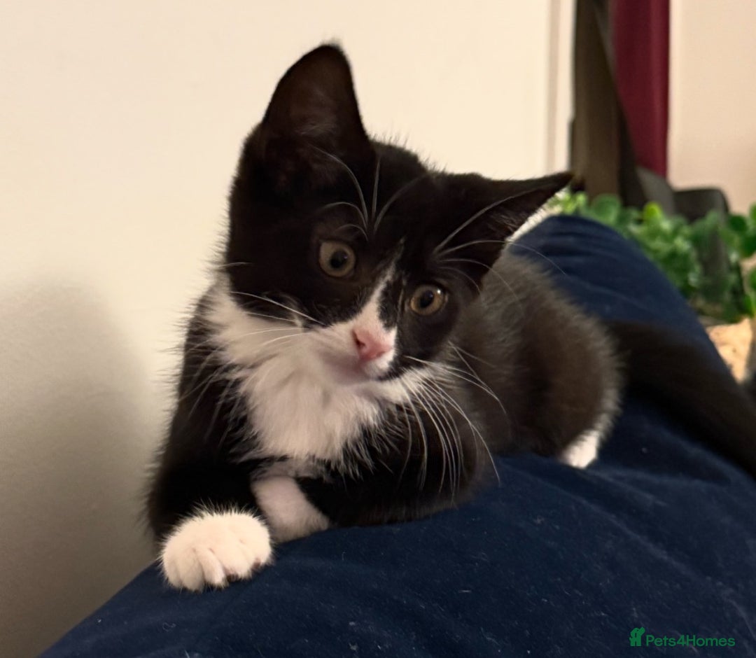 Mixed Breed cats for sale: Kitten for sale (14 weeks old)  - Image 7