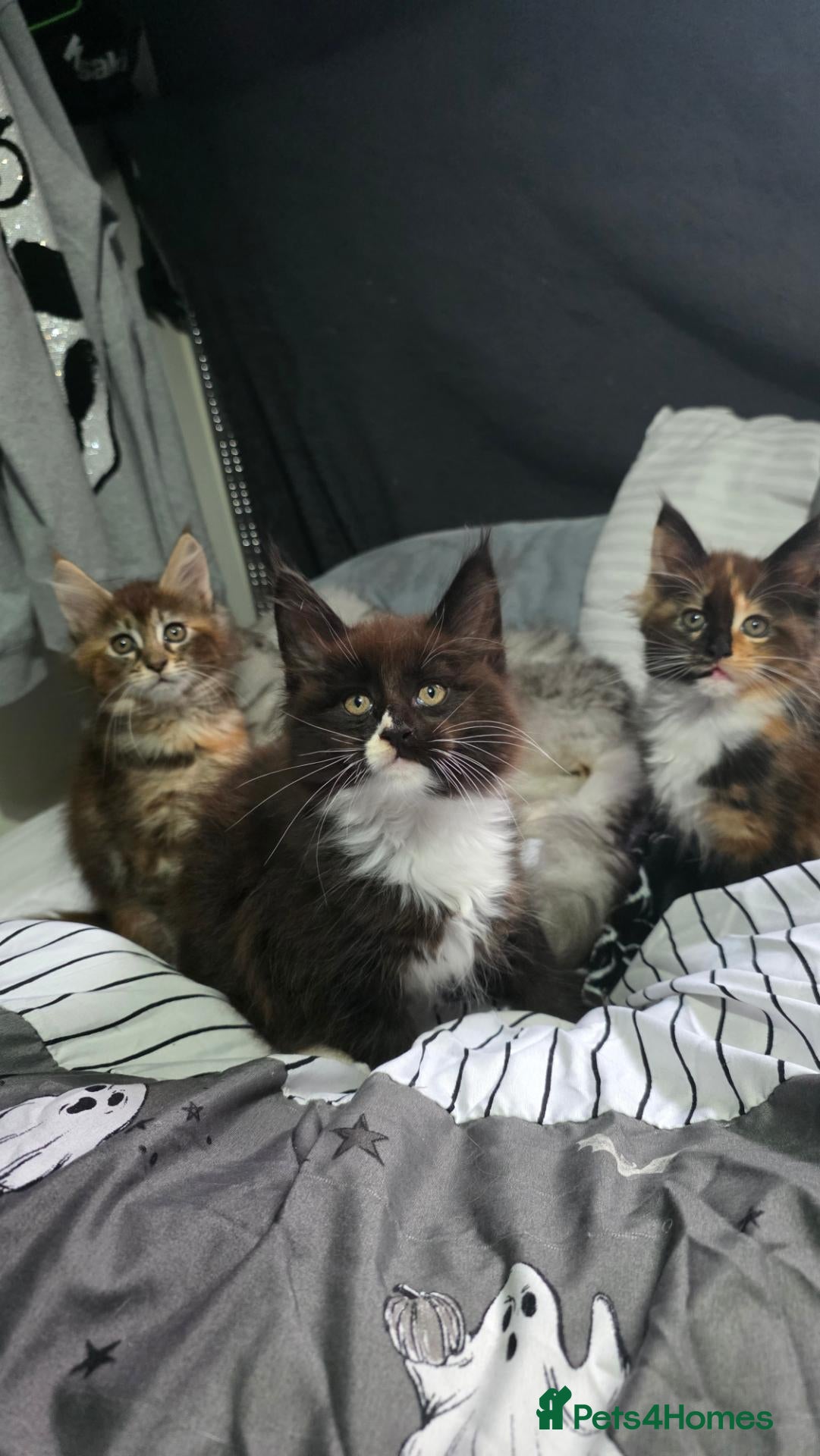 Maine Coon cats Beautiful Maine Coon Kittens for Sale – Ready Now! - Advert 14