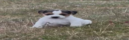 Parson Russell dogs for sale: Quality Parson Russell Puppies - Advert 6