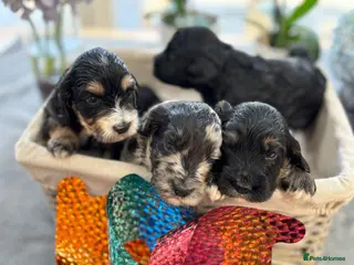 Cockapoo dogs 🐾❤️ Exceptional F1 Cockapoo Puppies ❤️🐾 - Advert 1