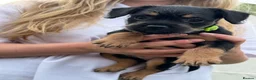 Mixed Breed dogs for sale: Last boy available - Floodle puppies - Advert 2