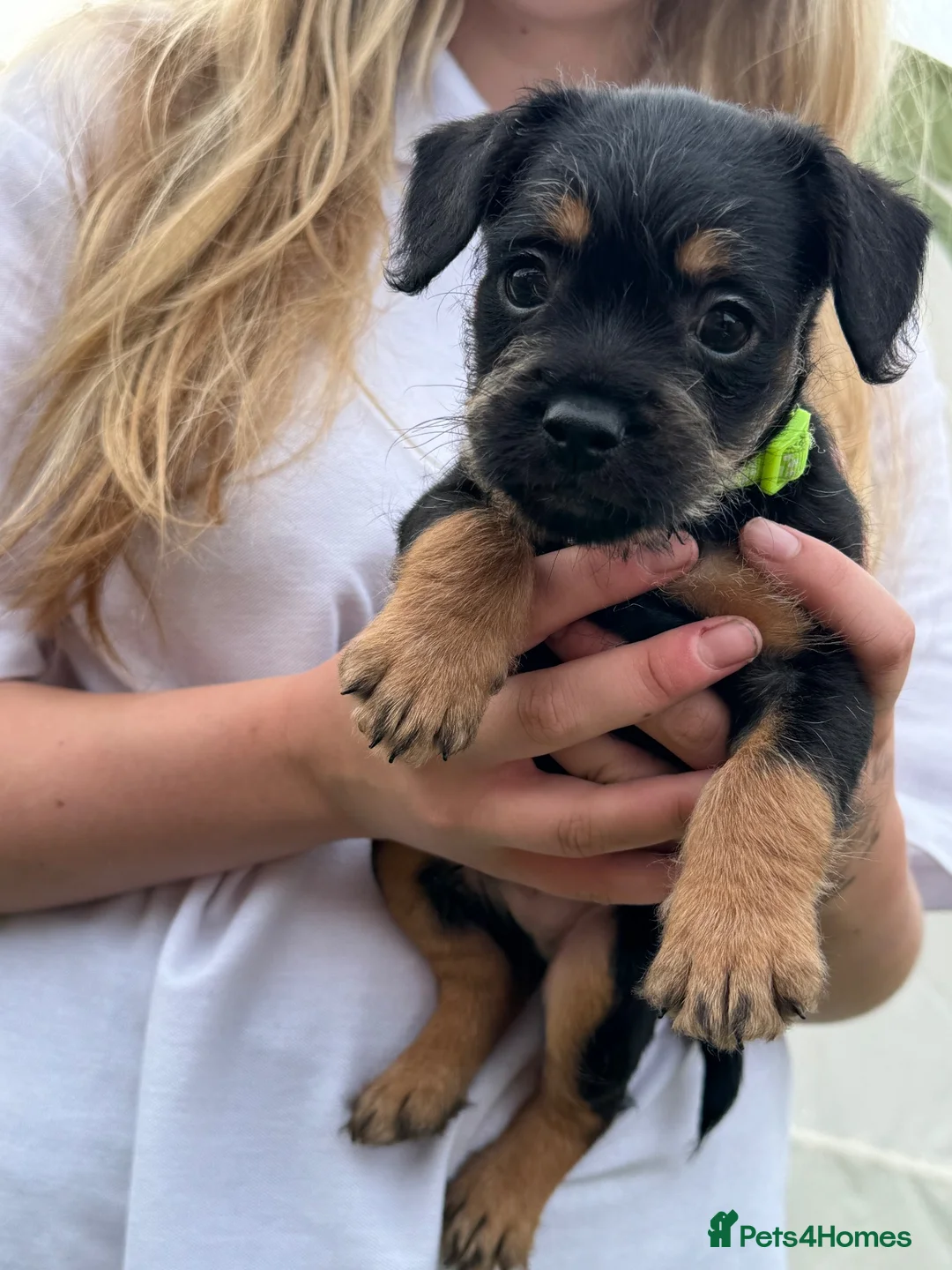 Mixed Breed dogs for sale: Last boy available - Floodle puppies - Advert 2