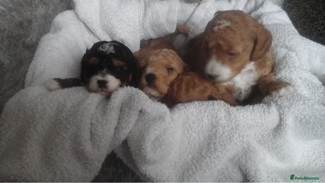 Toy Poodle dogs for stud: Tri Coloured Toy and Miniature studs in Northallerton - Advert 12
