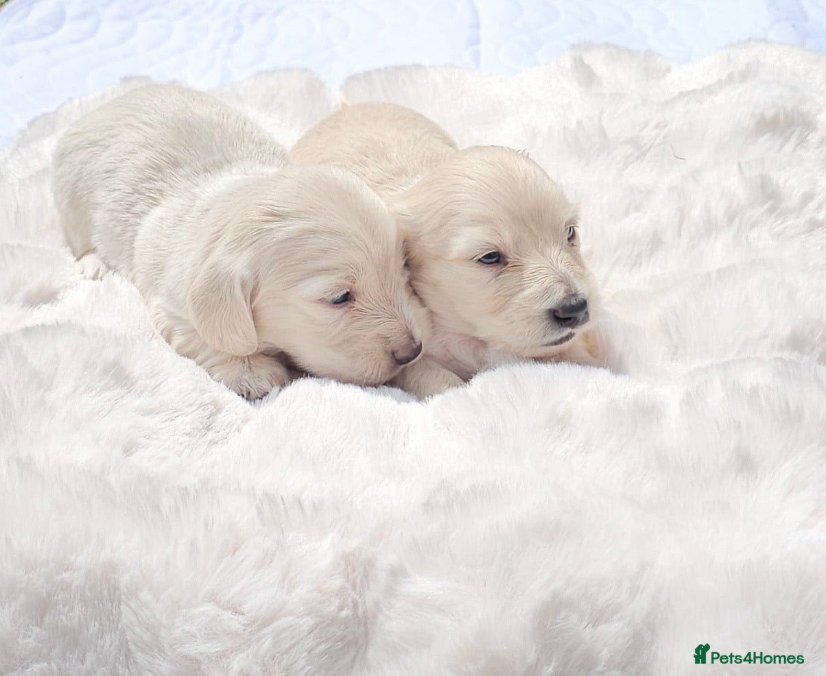 Miniature Dachshund dogs Beautiful Fluffy Dachshund Puppies – KC Registered - Advert 2