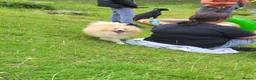 Pomeranian dogs for sale: Pomeranian puppies in Houghton le Spring - Advert 5
