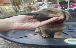 Mixed Breed dogs for sale: mixed breed 4 boys and 2 girls - Image 3