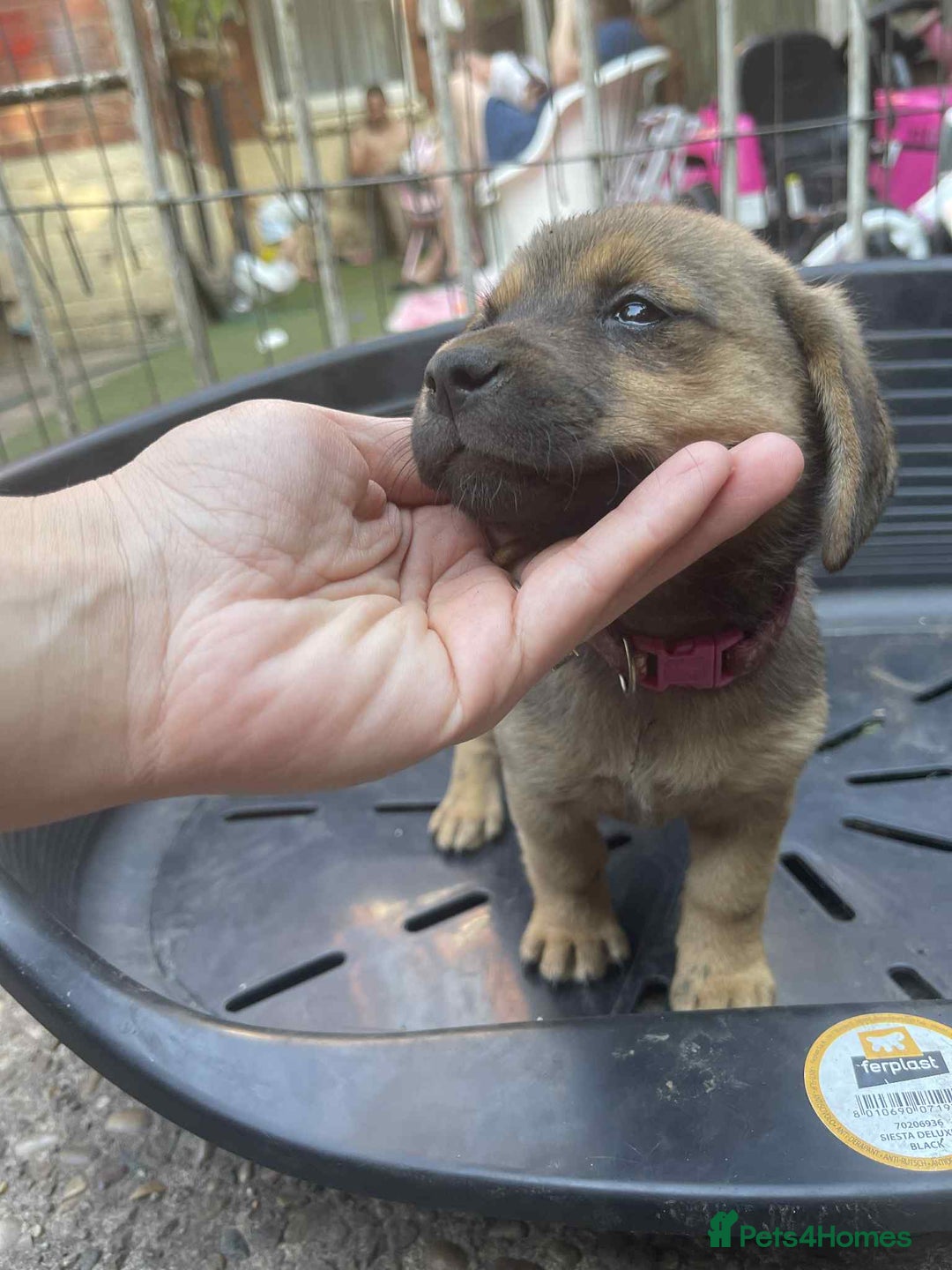 Mixed Breed dogs for sale: mixed breed 4 boys and 2 girls - Image 3