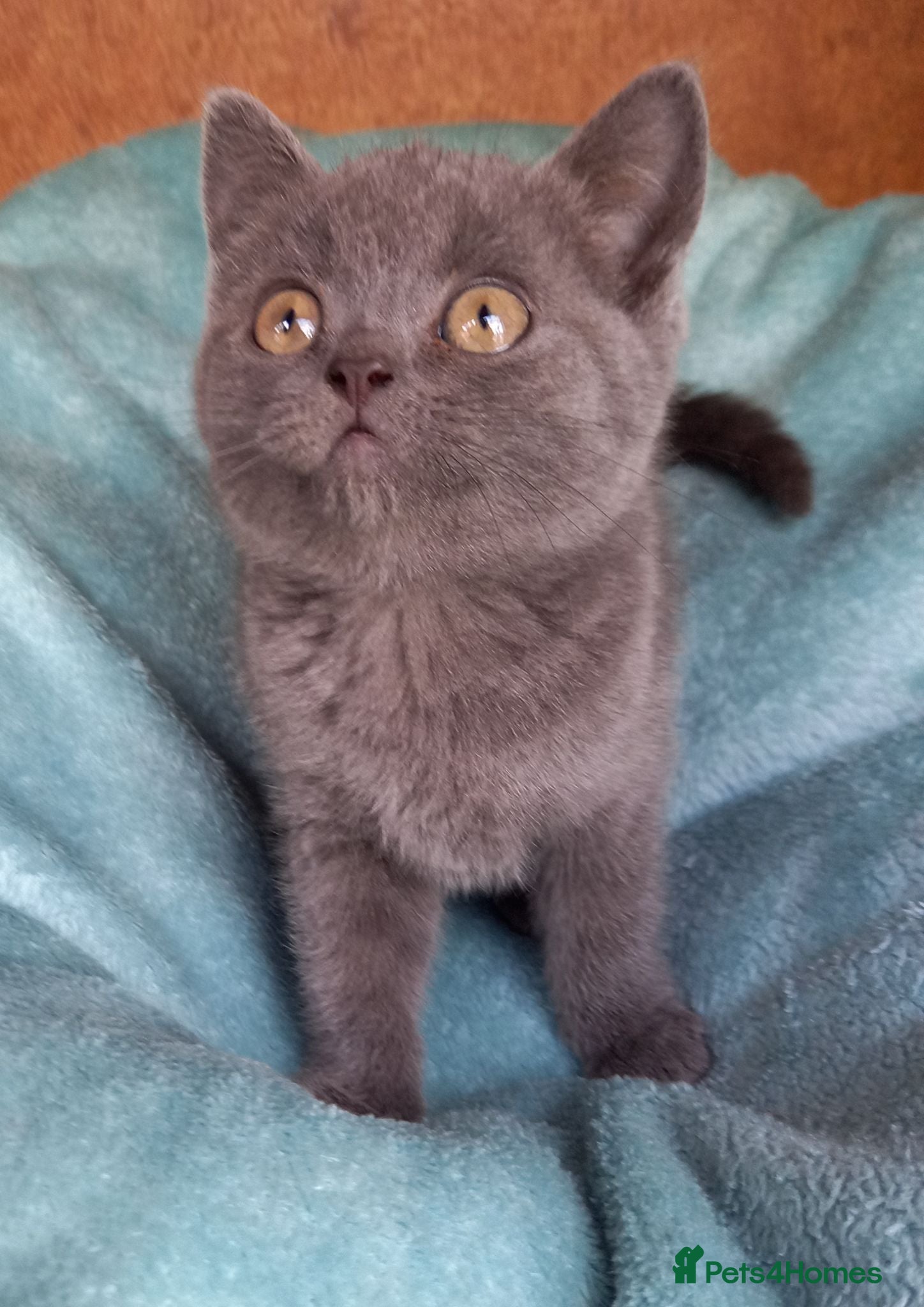 British Shorthair cats Super GCCF registered kittens  - Advert 1
