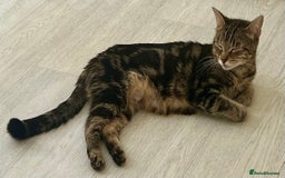 Mixed Breed cats for sale: Loving tabby cat looking for forever home ASAP - Image 5