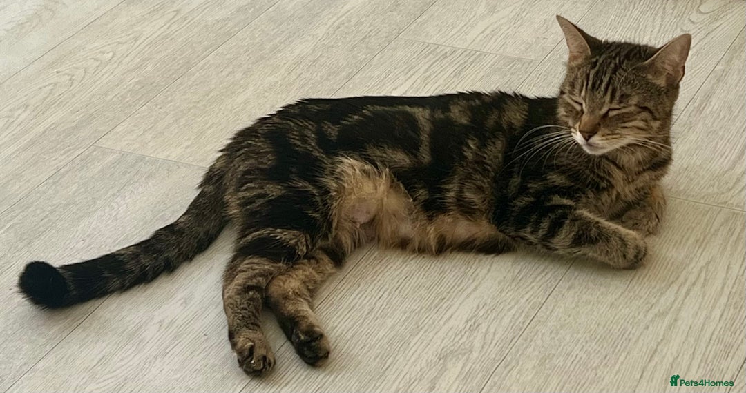Mixed Breed cats for sale: Loving tabby cat looking for forever home ASAP - Image 5