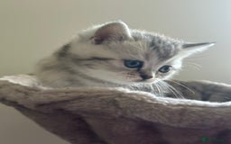 British Shorthair cats for sale: GCCF British short hair kittens for loving homes  - Image 14