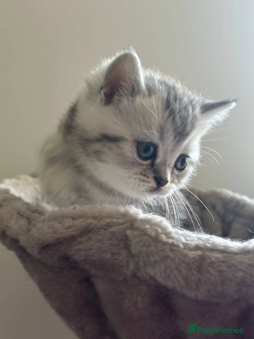 British Shorthair cats for sale: GCCF British short hair kittens for loving homes  - Image 14