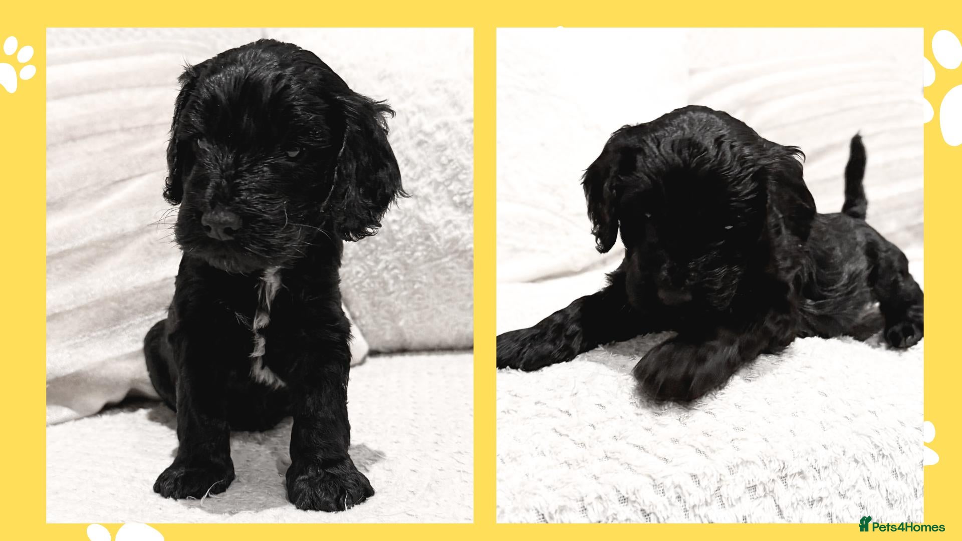 Cockapoo dogs for sale: Girl F1B Cockapoo Puppy - Advert 2
