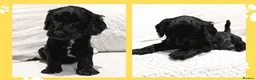 Cockapoo dogs for sale: Girl F1B Cockapoo Puppy - Advert 2