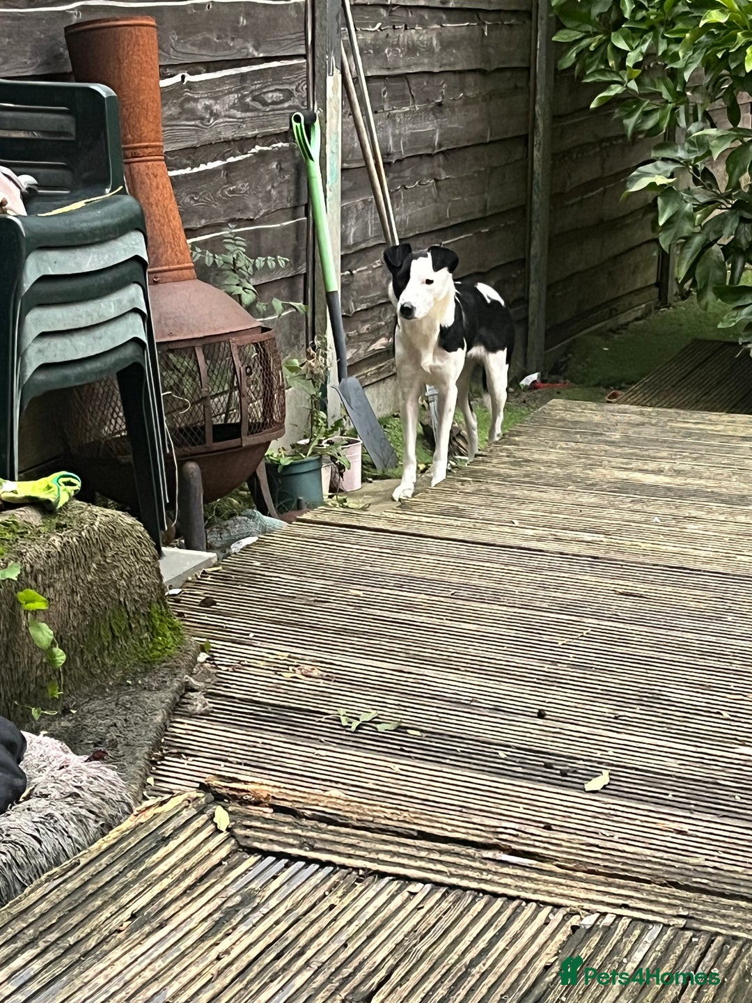 Border Collie dogs for sale: Nellie - Advert 3