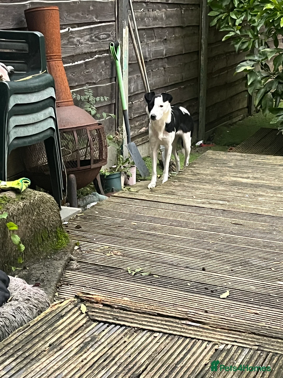 Border Collie dogs for sale: Nellie - Advert 3