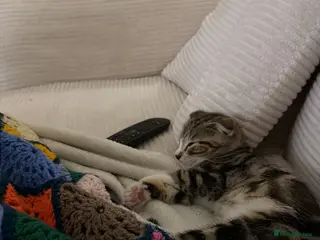 Scottish Fold cats Scottish fold - Advert 1