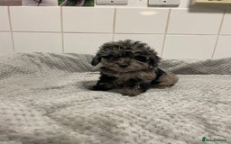 Cockapoo dogs for sale: Beautiful merle puppy’s available  - Image 4