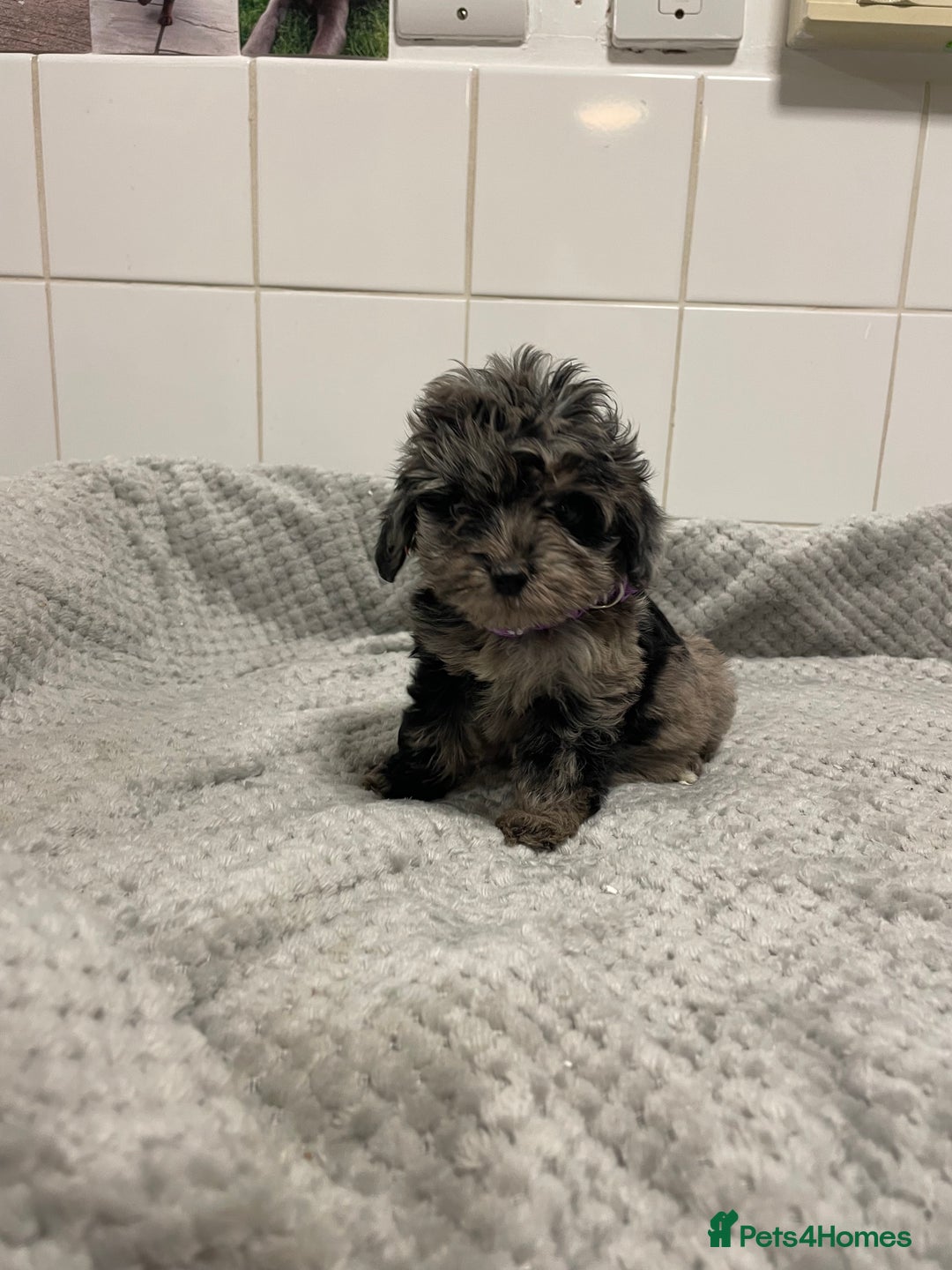 Cockapoo dogs for sale: Beautiful merle puppy’s available  - Image 4