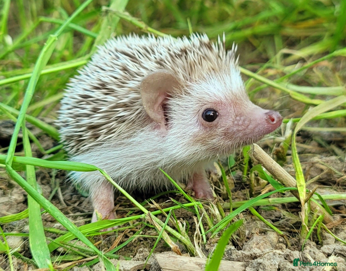 Pygmy Hedgehog rodents African Pygmy Hedgehog Hoglets - Advert 1
