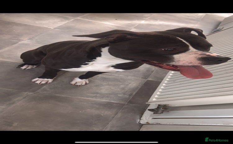 Mixed Breed dogs - Advert 1