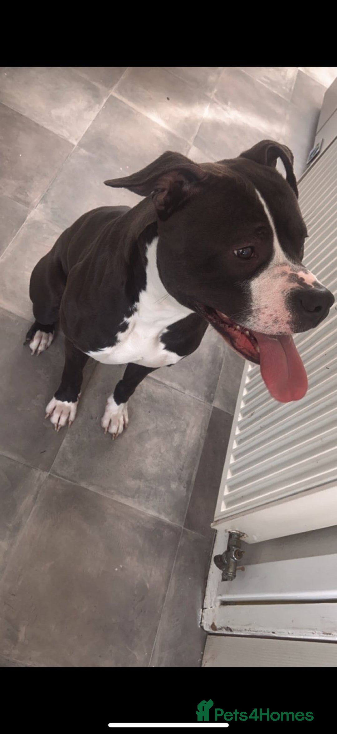 Mixed Breed dogs for sale: Pablo boxer x staffy  - Image 1