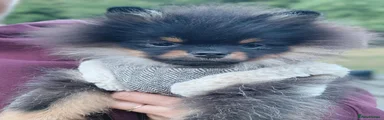 Pomeranian 3