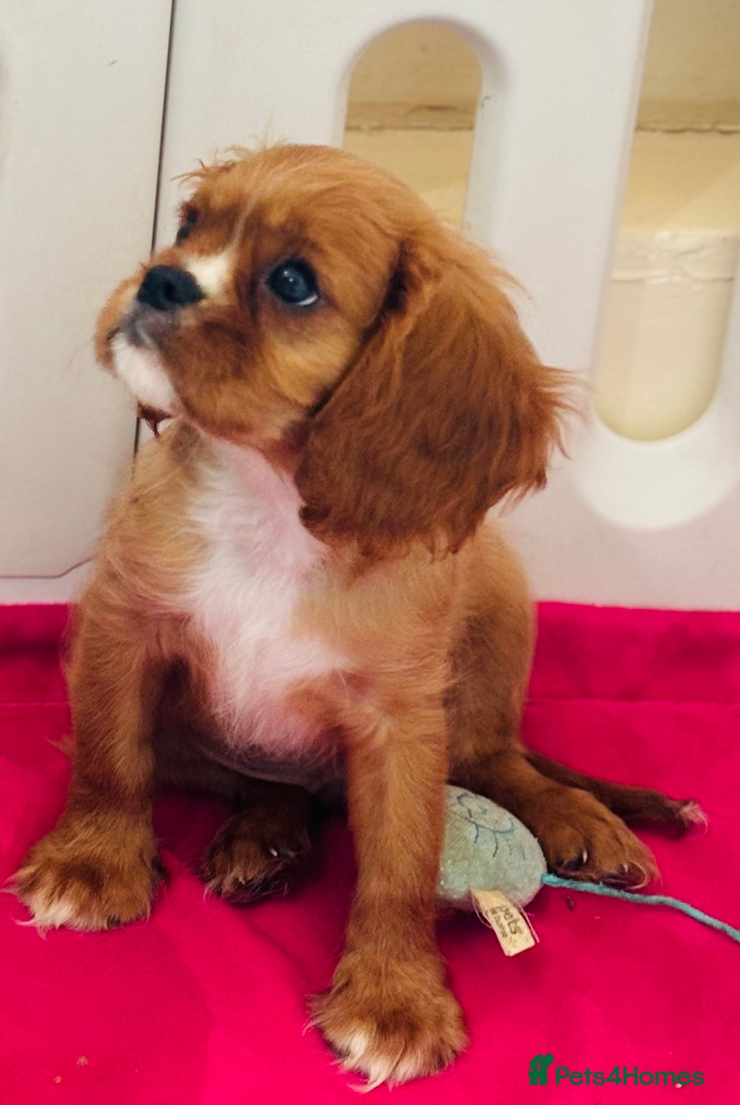 Cavalier King Charles Spaniel dogs for sale: King Charles cavalier  in Arundel - Image 26